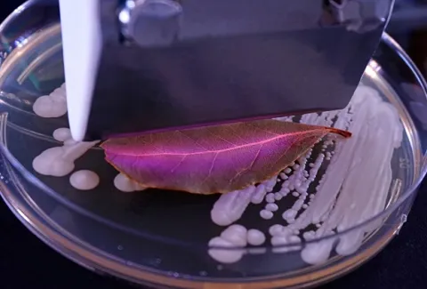 Cold plasma for microbiological  applications